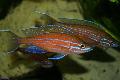 观赏鱼 Paracyprichromis, 红 照, 关怀 和 描述, 特点 和 成长