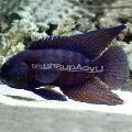 Aquariumvissen Paraplesiops, Gevlekt foto, zorg en beschrijving, karakteristieken en groeiend