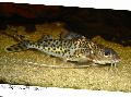 Pictus Catfish Photo, characteristics and care