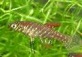 Aquarium Fish Plesiolebias, Brown Photo, care and description, characteristics and growing