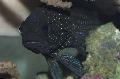 Aquarium Fish Plesiops, Black Photo, care and description, characteristics and growing