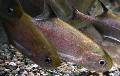 Peixes de Aquário Pollimyrus, Marrom foto, cuidado e descrição, características e crescente