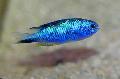 Aquariumvissen Pomacentrus, Lichtblauw foto, zorg en beschrijving, karakteristieken en groeiend