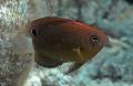 観賞魚 Pomacentrus, ブラウン フォト, ケア と 説明, 特性 と 成長