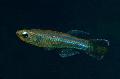 Aquarium Fish Poropanchax, Light Blue Photo, care and description, characteristics and growing