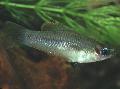 Aquariumvissen Priapella, Zilver foto, zorg en beschrijving, karakteristieken en groeiend