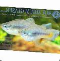 Akvarijní Ryby Priapella, Stříbro fotografie, péče a popis, charakteristiky a pěstování