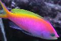 Aquariumvissen Pseudanthias, Bont foto, zorg en beschrijving, karakteristieken en groeiend