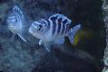 Aquariumvissen Pseudotropheus Lombardoi, Gestreept foto, zorg en beschrijving, karakteristieken en groeiend