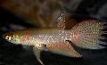 Akvaryum Balıkları Pterolebias, benekli fotoğraf, bakım ve tanım, özellikleri ve büyüyen
