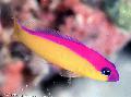 Photo Marine Fish (Sea Water) Purple Stripe Dottyback