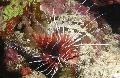 Radiata Lionfish Photo, characteristics and care