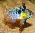 Akvaryum Balıkları Ram, Papiliochromis ramirezi, rengârenk fotoğraf, bakım ve tanım, özellikleri ve büyüyen