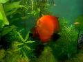 Red discus Photo, characteristics and care