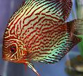 Akvarijske Ribice Rdeča Discus, Symphysodon discus, črtasto fotografija, nega in opis, značilnosti in rast