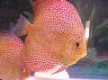 Aquariumvissen Rode Discus, Symphysodon discus, Gevlekt foto, zorg en beschrijving, karakteristieken en groeiend