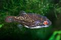 Red Eye Puffer Fish Photo, characteristics and care