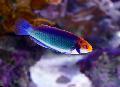 Red-eyed fairy-wrasse Photo, characteristics and care