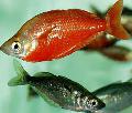 Red rainbowfish Photo, characteristics and care