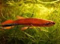 Peixes de Aquário Rivulus, Vermelho foto, cuidado e descrição, características e crescente