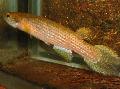 Akvarij Ribe Rivulus, uočena Foto, briga i opis, karakteristike i uzgoj