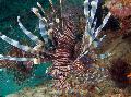 Russell's Lionfish Photo, characteristics and care