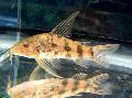 Aquarium Fish Scleromystax macropterus, Spotted Photo, care and description, characteristics and growing