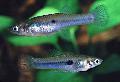 Akvarij Ribe Scolichthys, srebro Foto, briga i opis, karakteristike i uzgoj