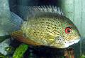 Aquarium Fish Severum, Cichlasoma severum, Heros serverus, Spotted Photo, care and description, characteristics and growing