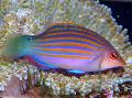 Six-line Wrasse Photo, characteristics and care