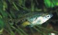 観賞魚 Skiffia, スポッティング フォト, ケア と 説明, 特性 と 成長