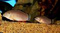 Aquarium Fish Skunk Loach, Botia morleti, Botia horae, Brown Photo, care and description, characteristics and growing