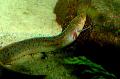 Slender lungfish Photo, characteristics and care