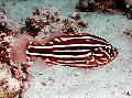 Soapfish, Golden Stripe Photo, characteristics and care