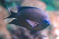 Spiny Chromis Photo, characteristics and care
