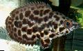 Spotted Climbing Perch, Leopard Bushfish Photo, characteristics and care