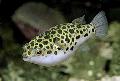 Photo Freshwater Fish Spotted Green Puffer Fish