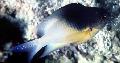 Aquarium Fish Stegastes, Motley Photo, care and description, characteristics and growing