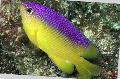 Aquariumvissen Stegastes, Bont foto, zorg en beschrijving, karakteristieken en groeiend