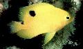 Akvariefisk Stegastes, gul Bilde, omsorg og beskrivelse, kjennetegn og voksende