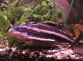 Striped Raphael Catfish, Platydoras costatus, Striped Photo, care and description, characteristics and growing