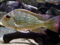 Akvariumas Žuvys Surinamen Geophagus, Geophagus surinamensis, dryžuotas Nuotrauka, kad ir aprašymas, charakteristikos ir augantis
