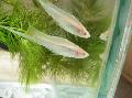 Swordtail care and characteristics