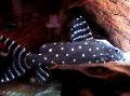 Photo Freshwater Fish Synodontis Angelicus Catfish