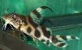 Aquarium Fish Synodontis decorus, Spotted Photo, care and description, characteristics and growing