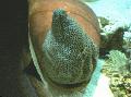 Peixes de Aquário Tessalata Eel, Gymnothorax favagineus, Manchado foto, cuidado e descrição, características e crescente