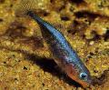 Three-spined Stickleback Photo, characteristics and care