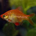 Aquarium Fish Tiger Barb, Barbus tetrazona. Puntius tetrazona, Red Photo, care and description, characteristics and growing