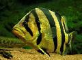 Akvarijske Ribice Tiger Ostriž, Datnioides, Coius, črtasto fotografija, nega in opis, značilnosti in rast