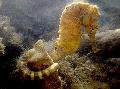 Tiger tail seahorse Photo, characteristics and care
